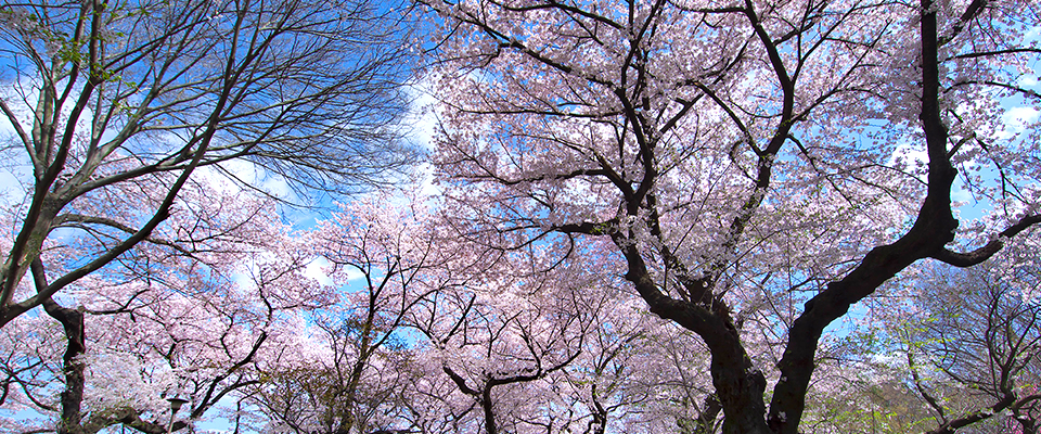 東京都公園協会ホームページより