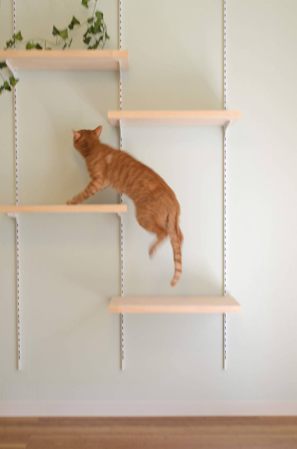 キャットステップ