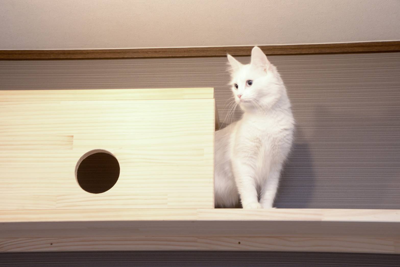 猫たまりBOX