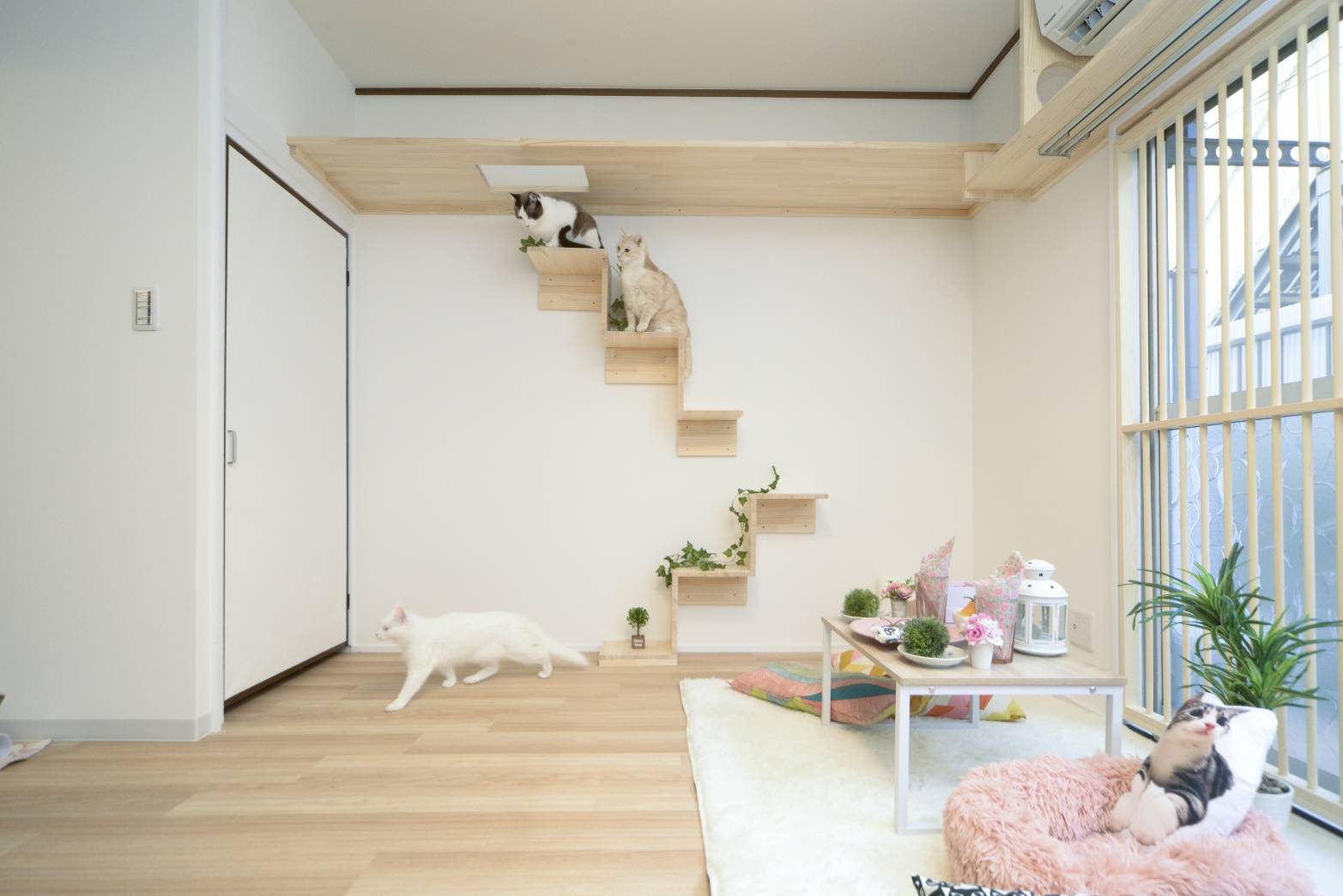 猫階段
